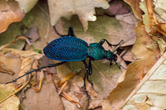 Carabus scabrosus tauricus