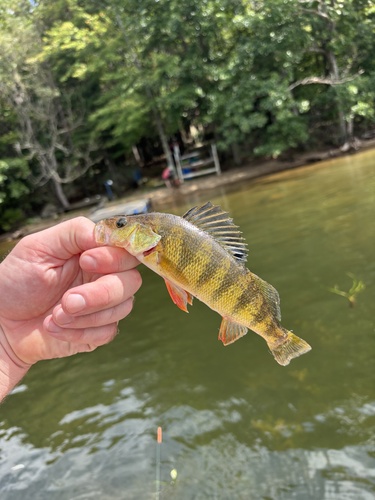 Yellow Perch