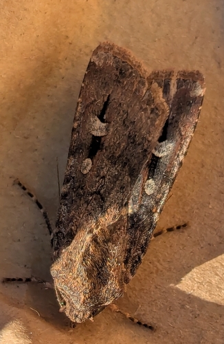Bogong Moth