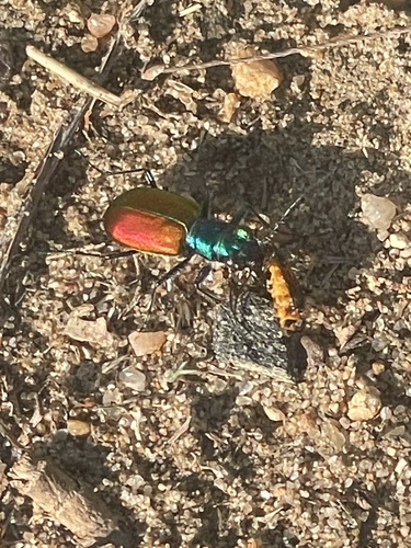 Festive Tiger Beetle