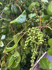 Alchornea glandulosa