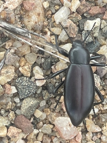 Eleodes longicollis