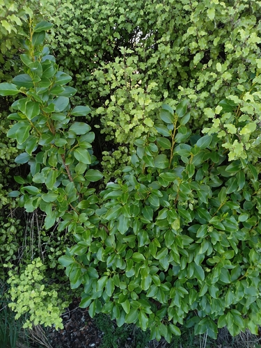 Broadleaf (Griselinia littoralis)