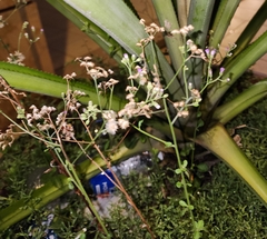 Cyanthillium cinereum, photograph (c) DV, some rights reserved (CC BY)