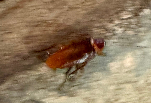 American Cockroach