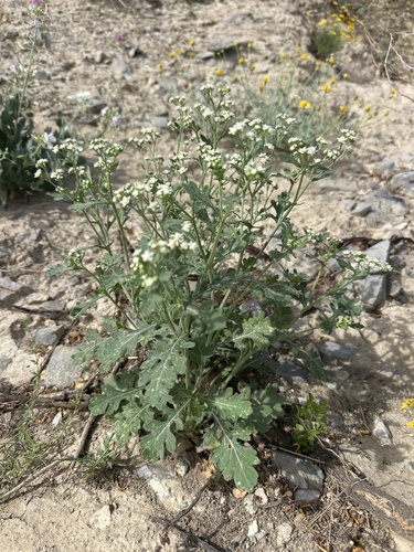 Parthenium confertum, 2026-09-20