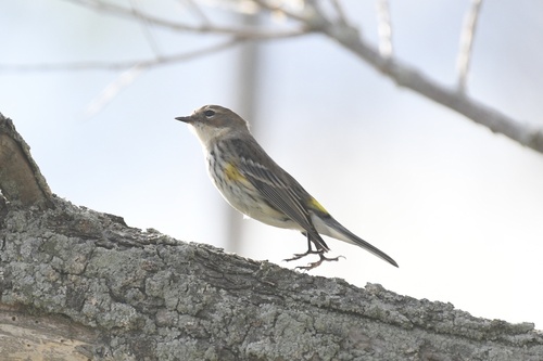 Yellow-rumped Warbler