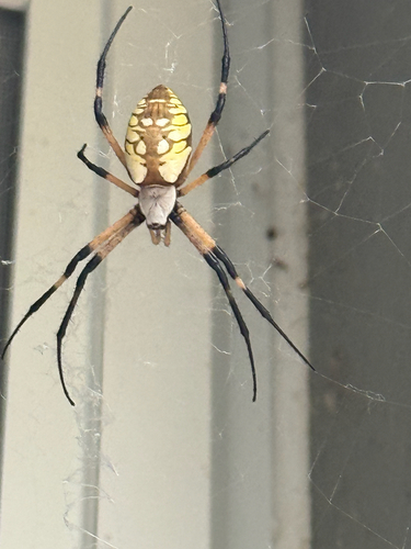 Yellow Garden Spider