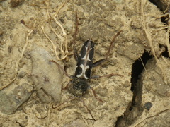 Neoclytus conjunctus