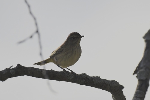 Palm Warbler