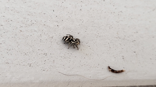 Zebra Jumping Spider