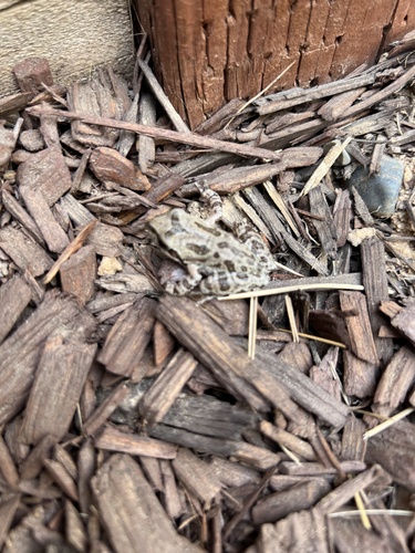 Pacific chorus frog