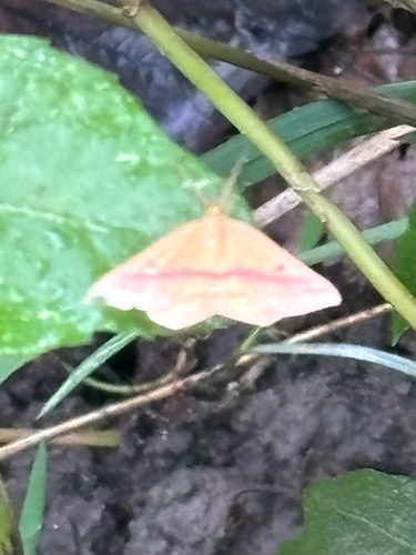 Chickweed Geometer Moth