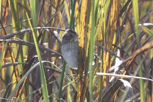 Swamp Sparrow