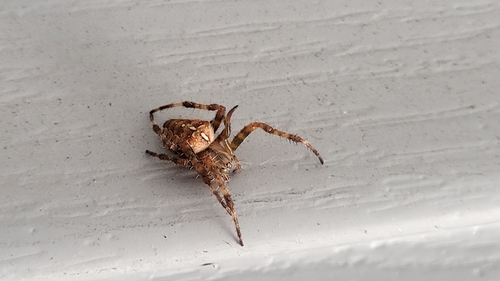Cross Orbweaver