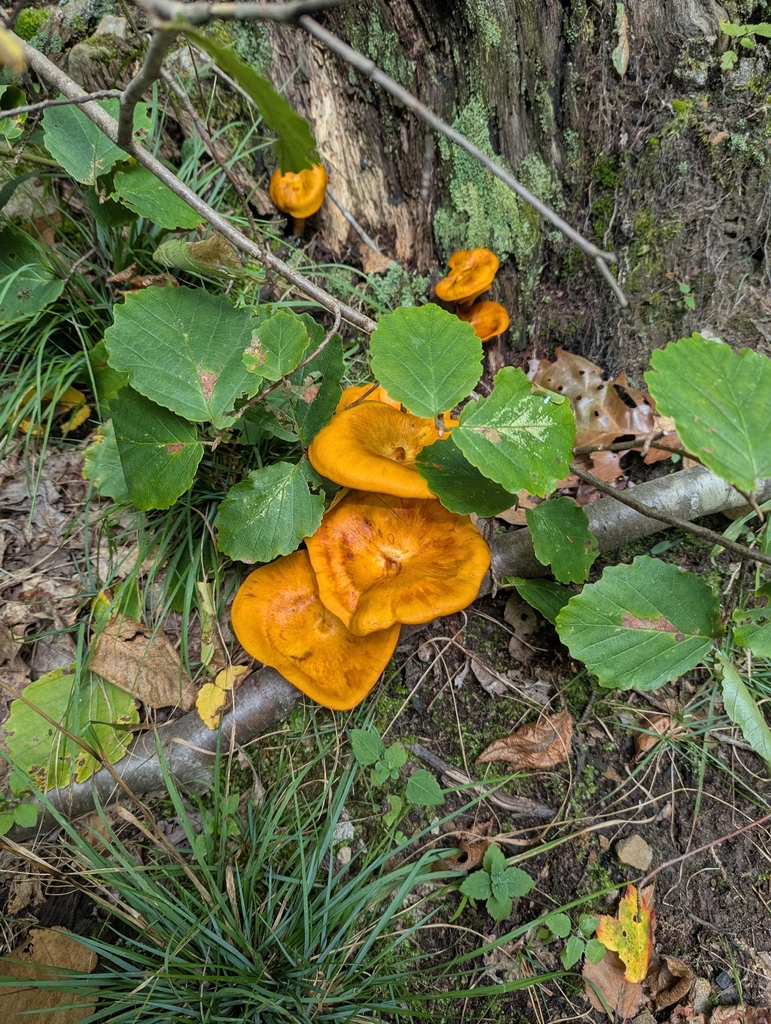 Eastern American jack-o'-lantern · September 2026 · photo: Photo: (c) Jaci Braund, some rights reserved (CC BY) · iNaturalist