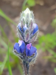 Lupinus polycarpus