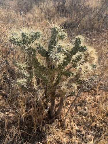 Silver Cholla