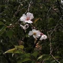 Prunus