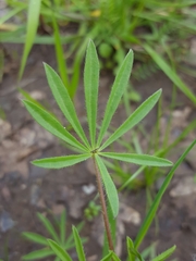 Lupinus polycarpus