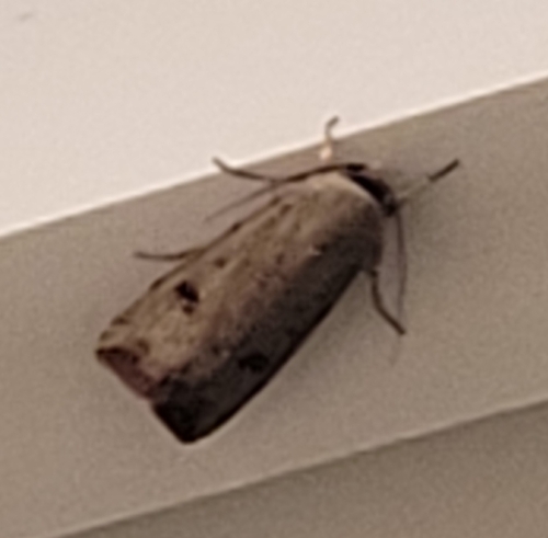 Green Cutworm Moth