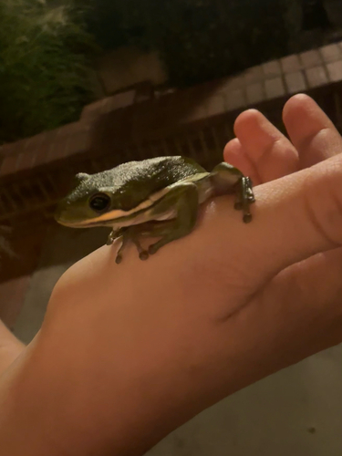 Green Treefrog