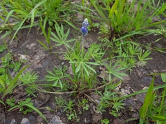 Lupinus polycarpus