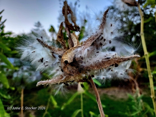 common milkweed