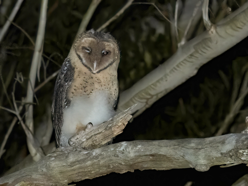 Tyto novaehollandiae, 2026-09-20