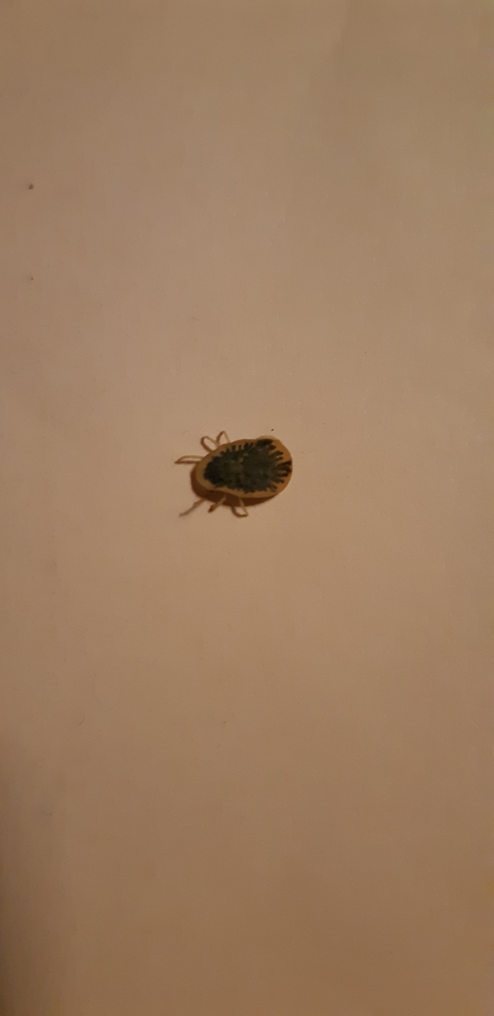 Argas reflexus Fabricius, 1794