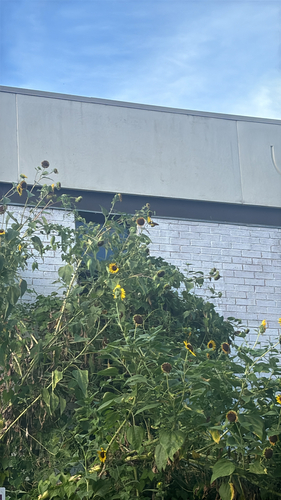 Common Sunflower