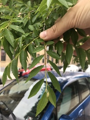 Ulmus