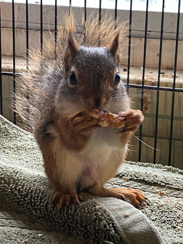 American Red Squirrel