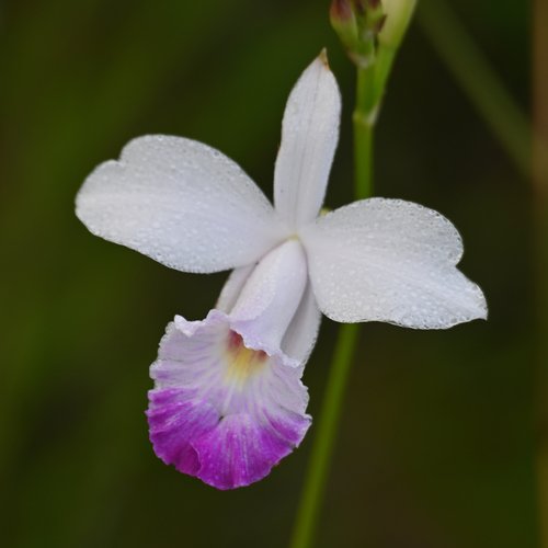 Arundina graminifolia observed 2026-09-15