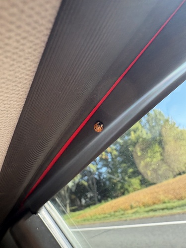 Asian Lady Beetle