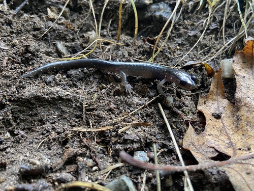 Southern Gray-cheeked Salamander