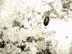 Porcellio obsoletus