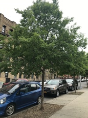 Ulmus