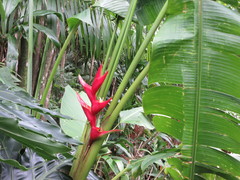 Heliconia bihai