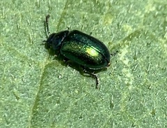 Gastrophysa