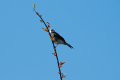 Turdoides leucocephala