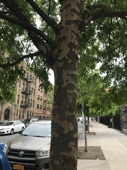 Ulmus