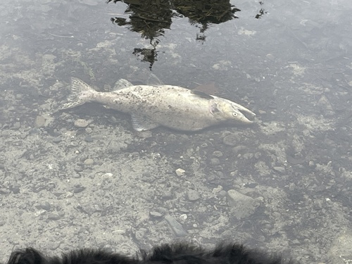 Pink Salmon