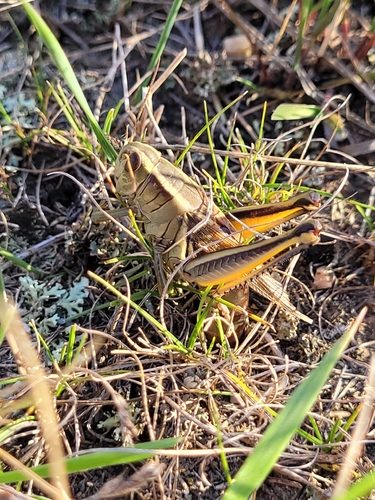Two-striped Grasshopper