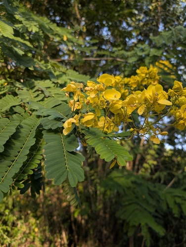 Senna multijuga observed 2026-09-20