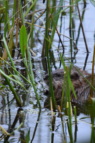 Muskrat