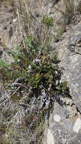 Polystichum oculatum, photograph 1