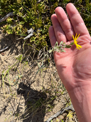 Heterotheca villosa
