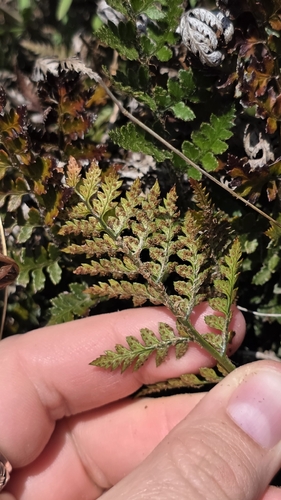 Polystichum oculatum, photograph 2