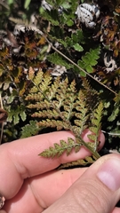 Polystichum oculatum, photograph (c) Genevieve Early, some rights reserved (CC BY)